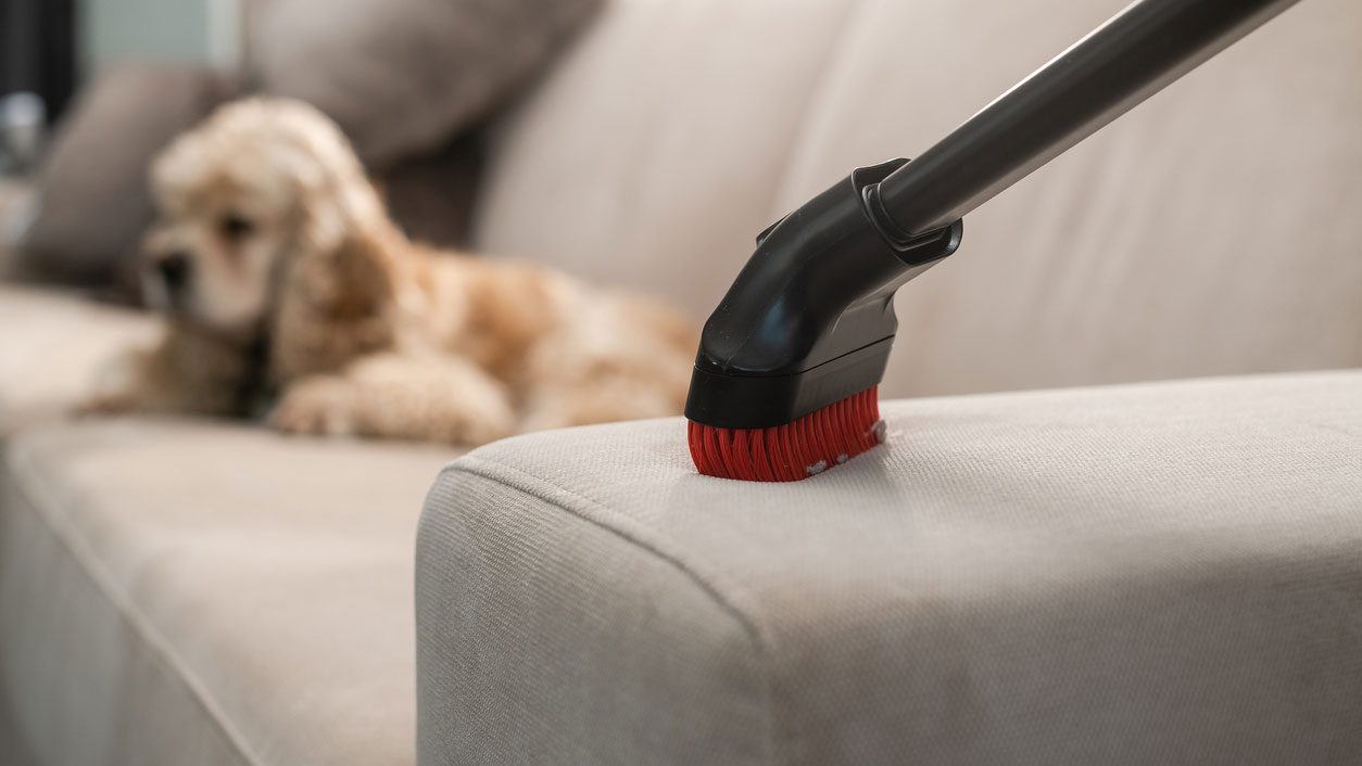 Pet odor cleaning service on a couch